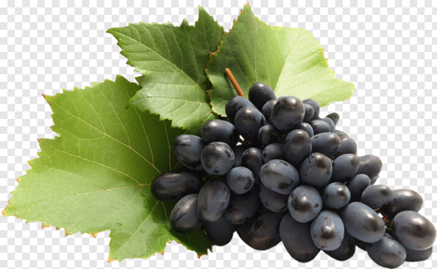 grape-vine # 408124