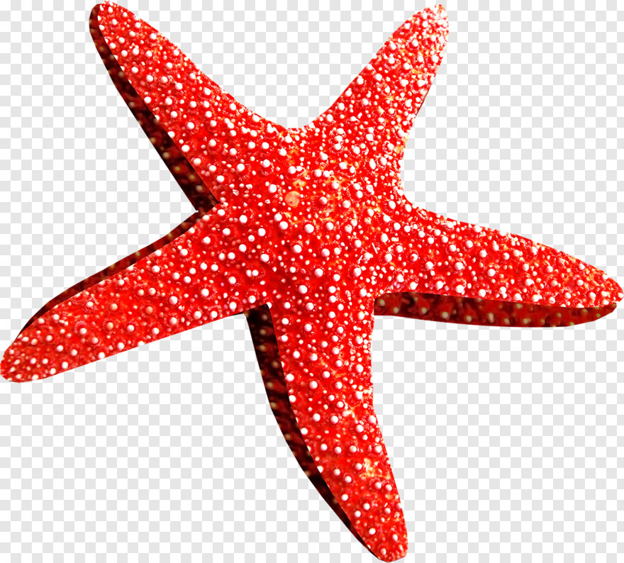 starfish # 612022