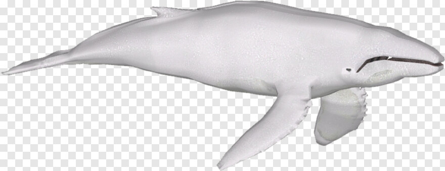 whale-shark # 974505