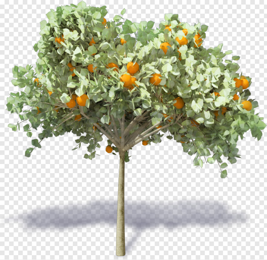 orange-tree # 459243