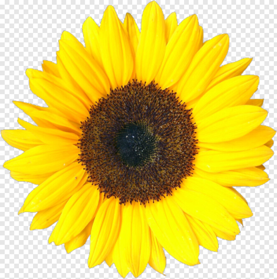 sunflower # 729024