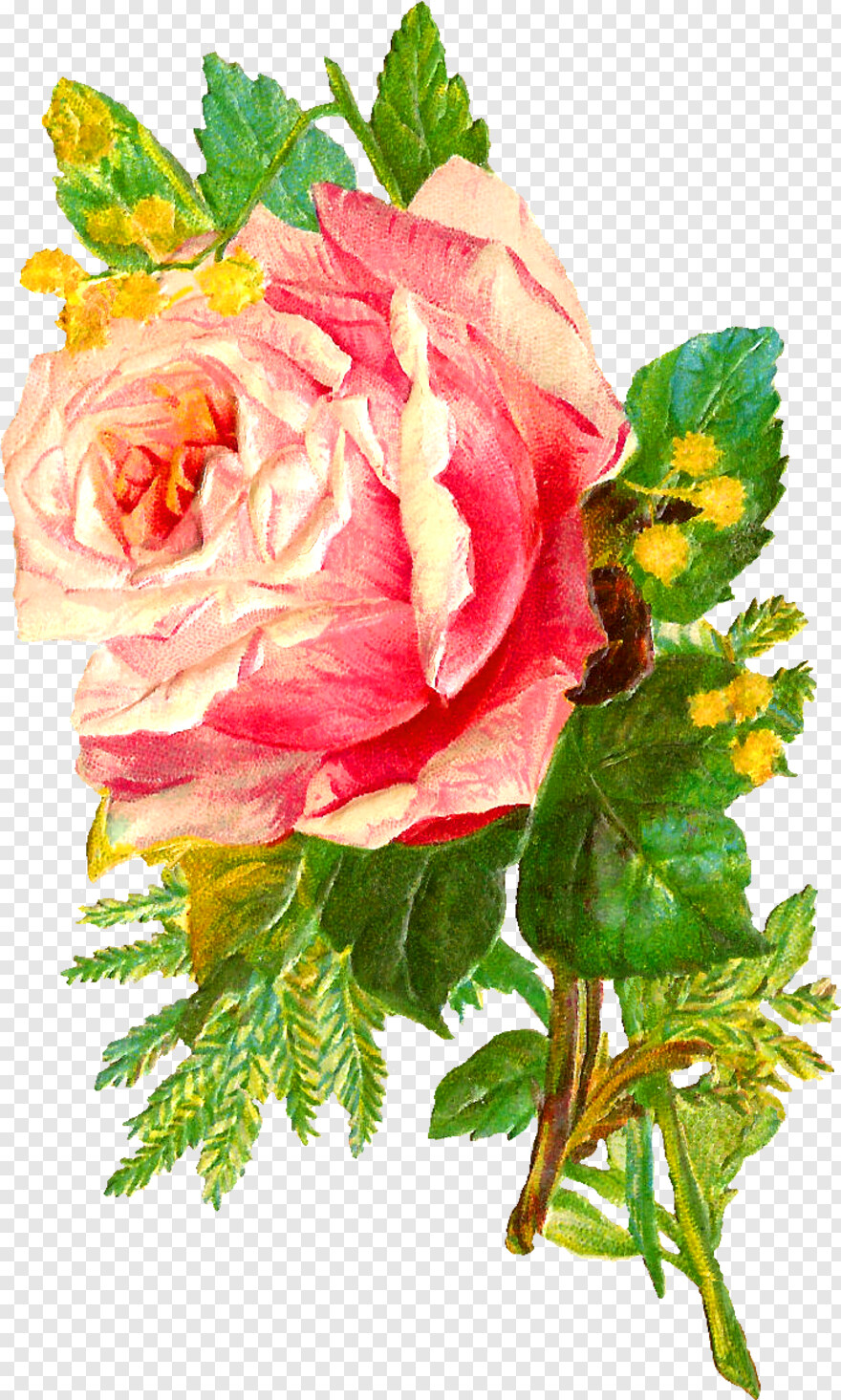 pink-rose-flower # 323639
