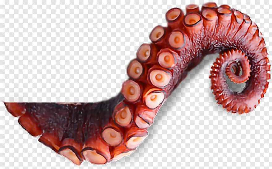 tentacle # 583100