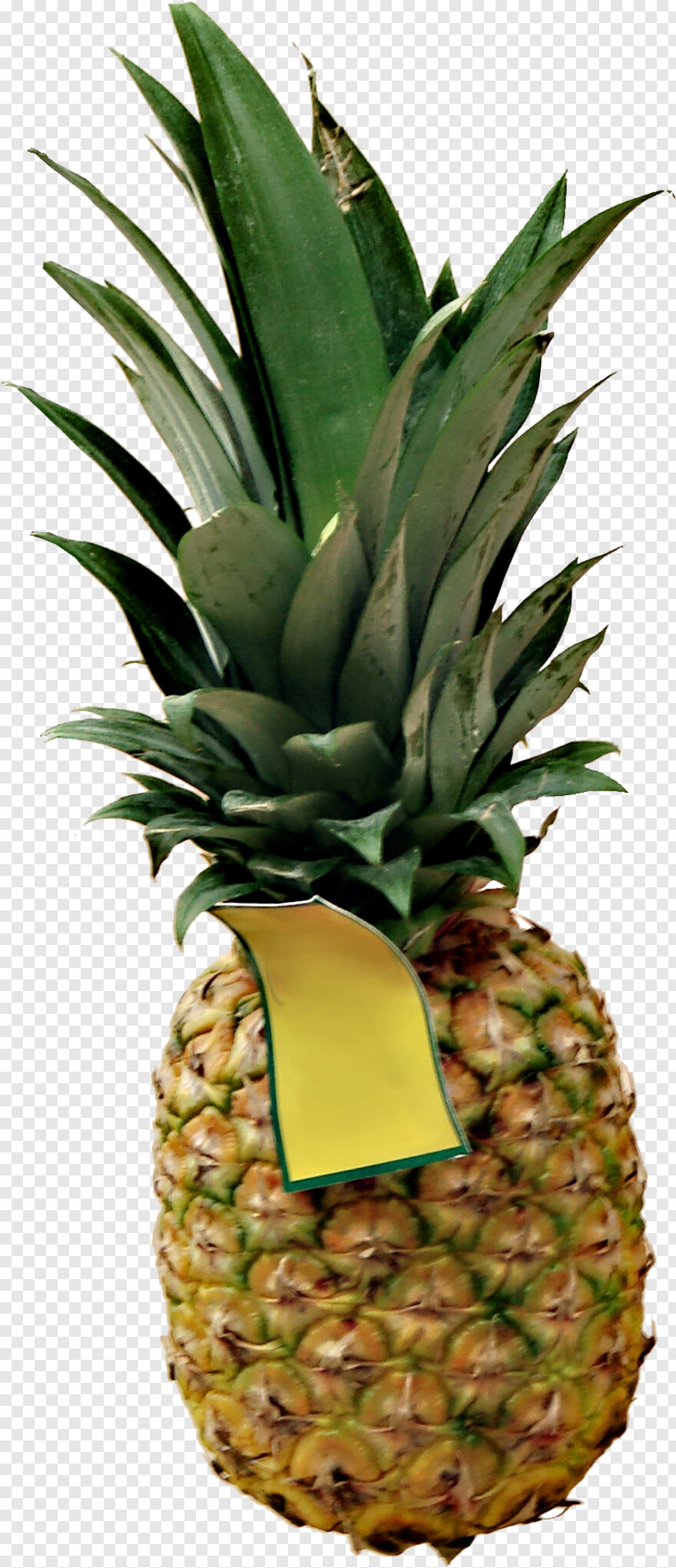 pineapple # 918529
