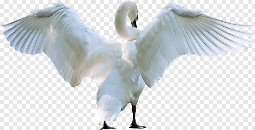 swan # 823256