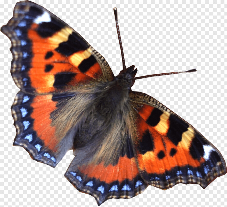 butterfly # 1094684