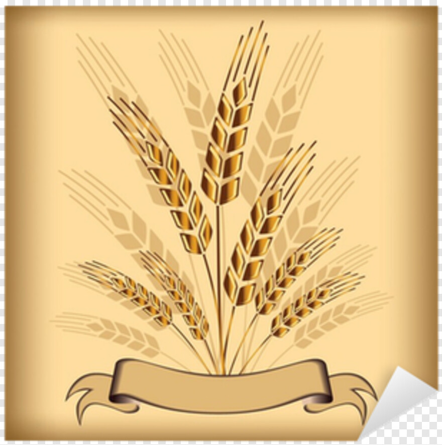 wheat # 590561