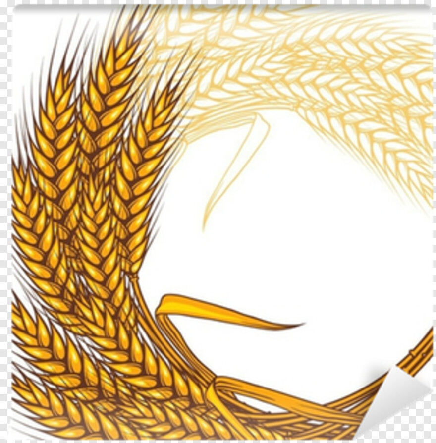 wheat # 430158