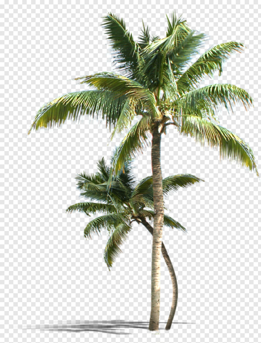 palm-tree # 554023