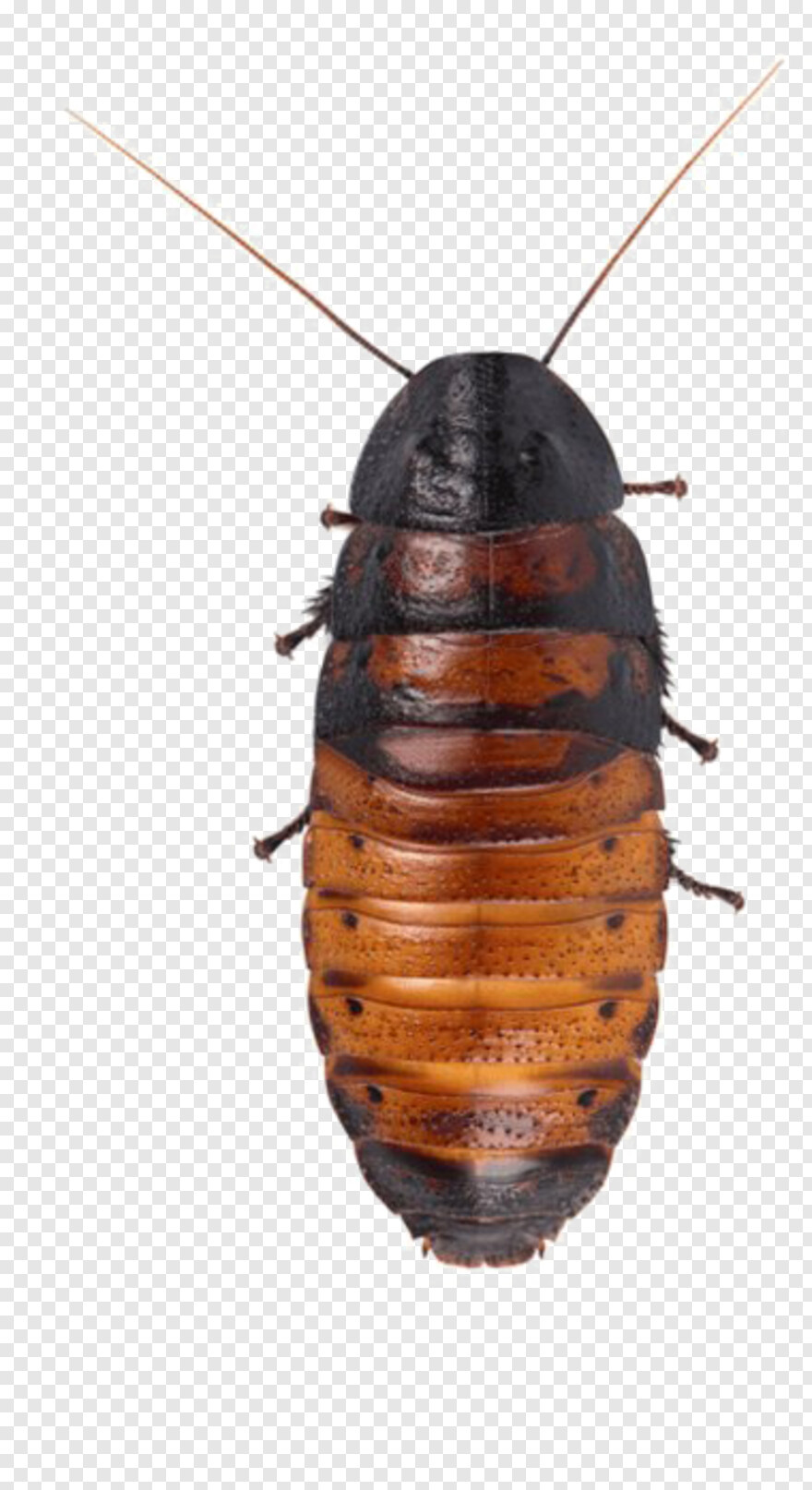 cockroach # 990909