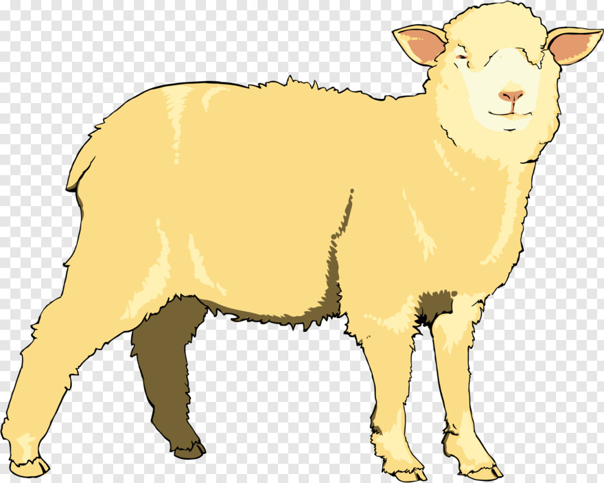 sheep # 792298