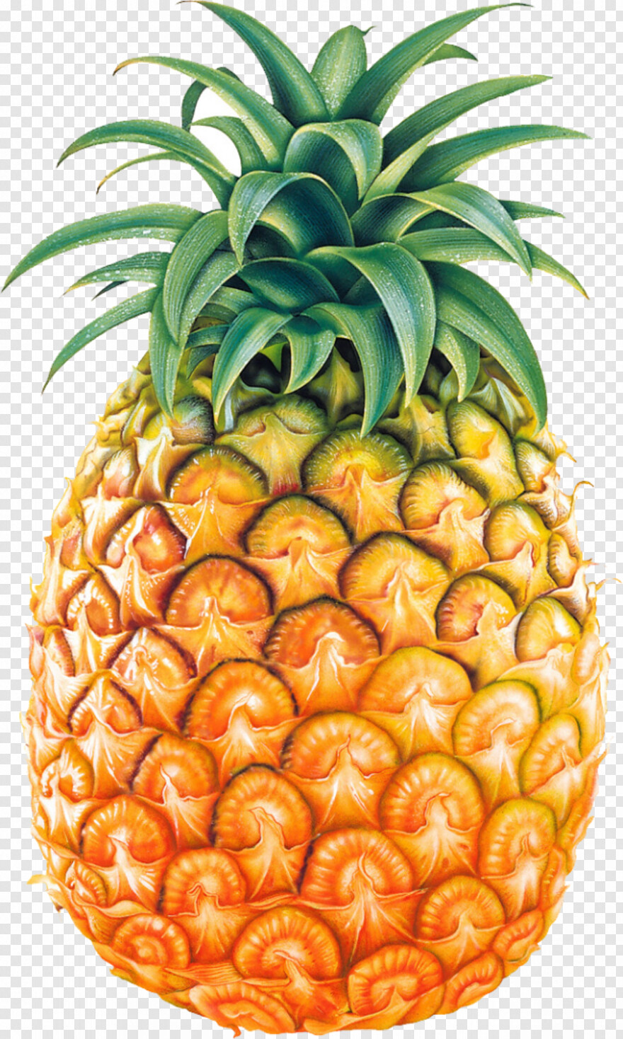 pineapple # 654225