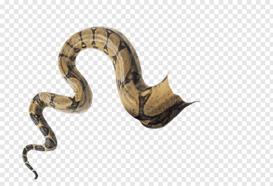 gucci-snake # 617490