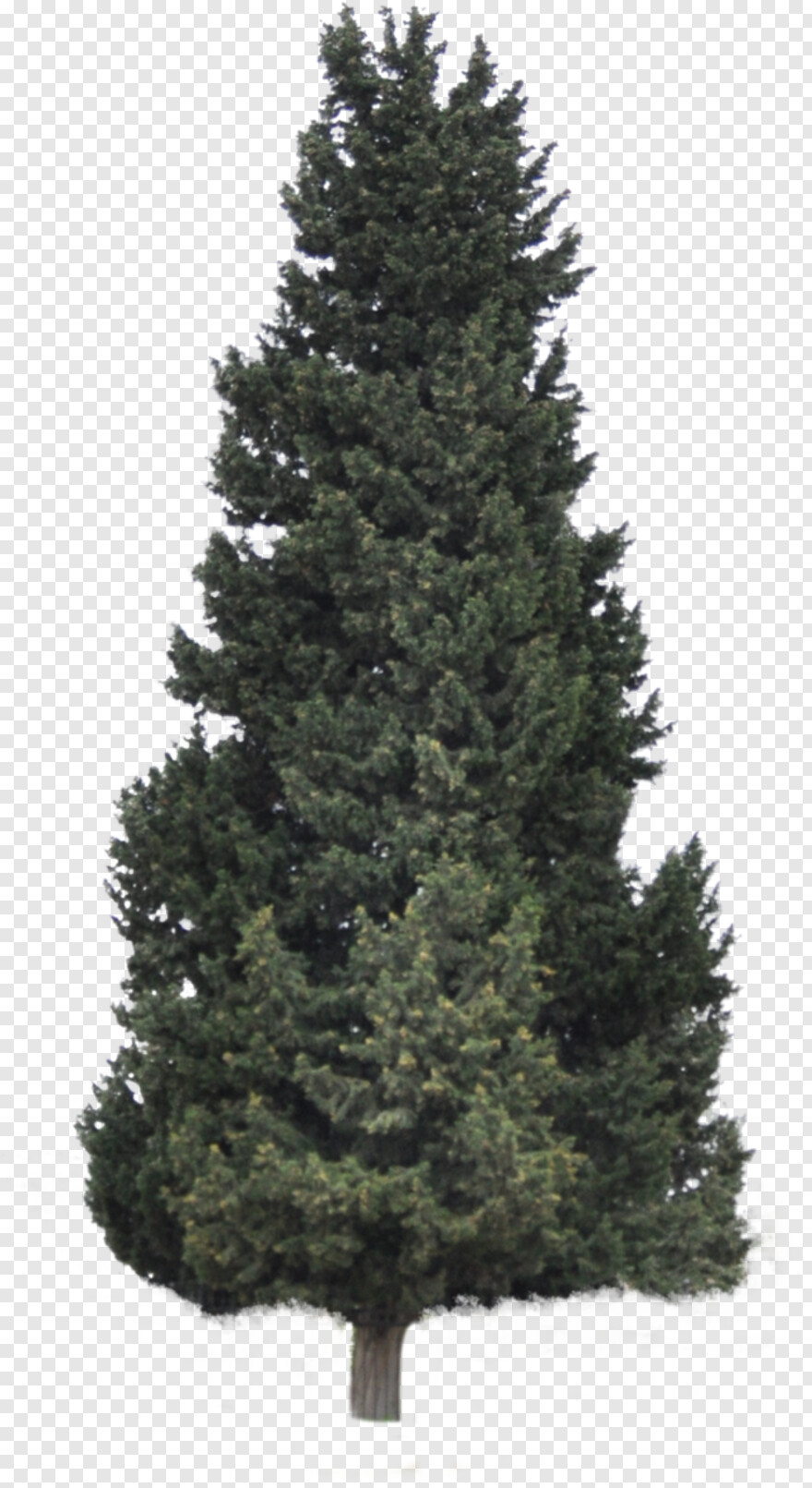 pine-tree # 459165