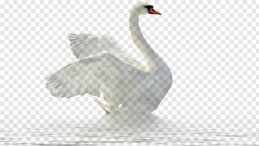 swan # 725290