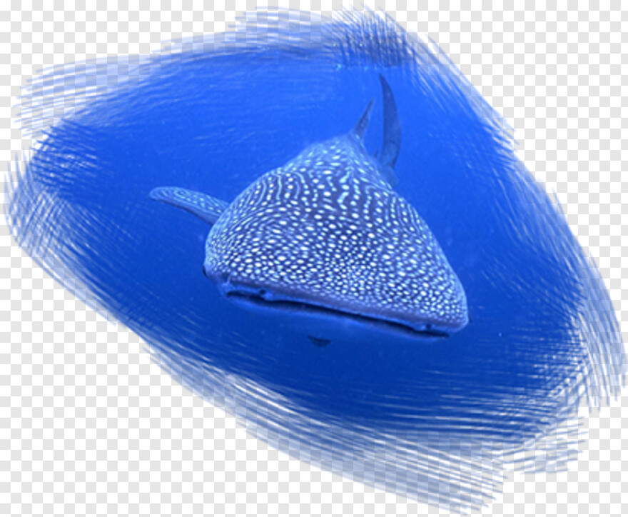 whale-shark # 892449