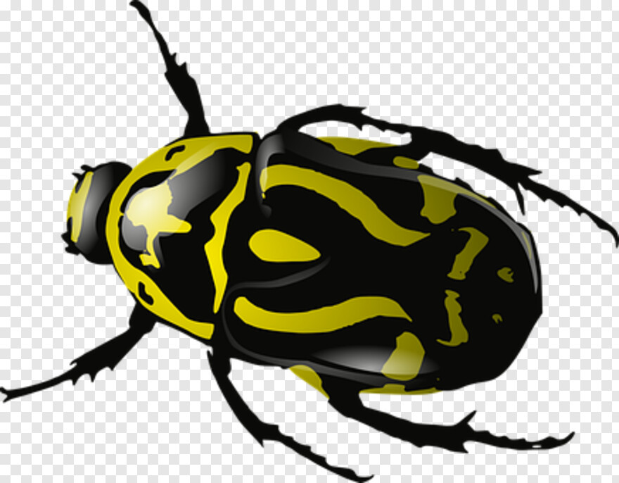 insect # 379836
