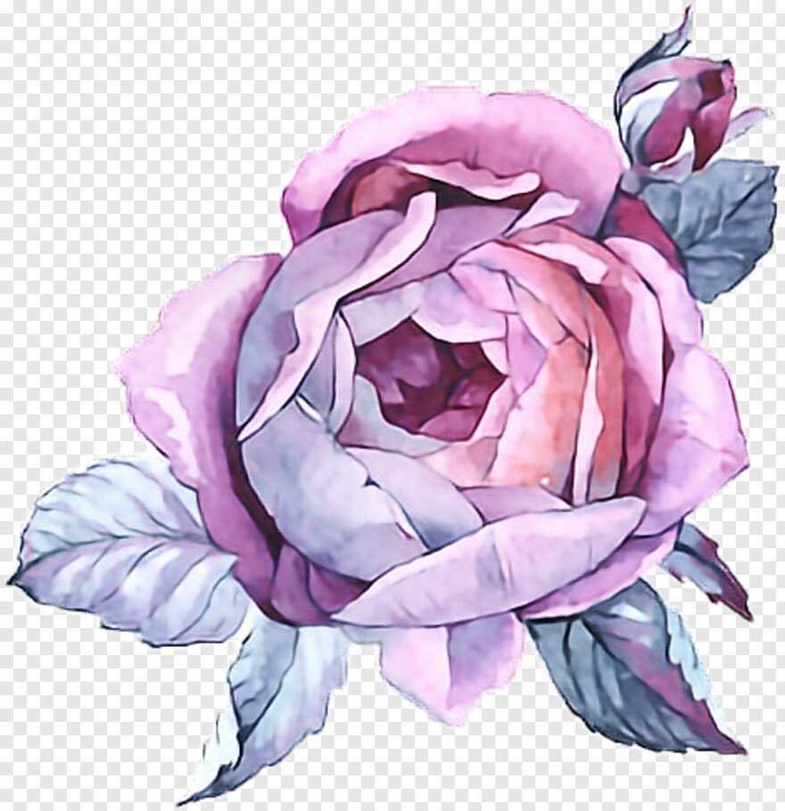 watercolor-rose # 824492