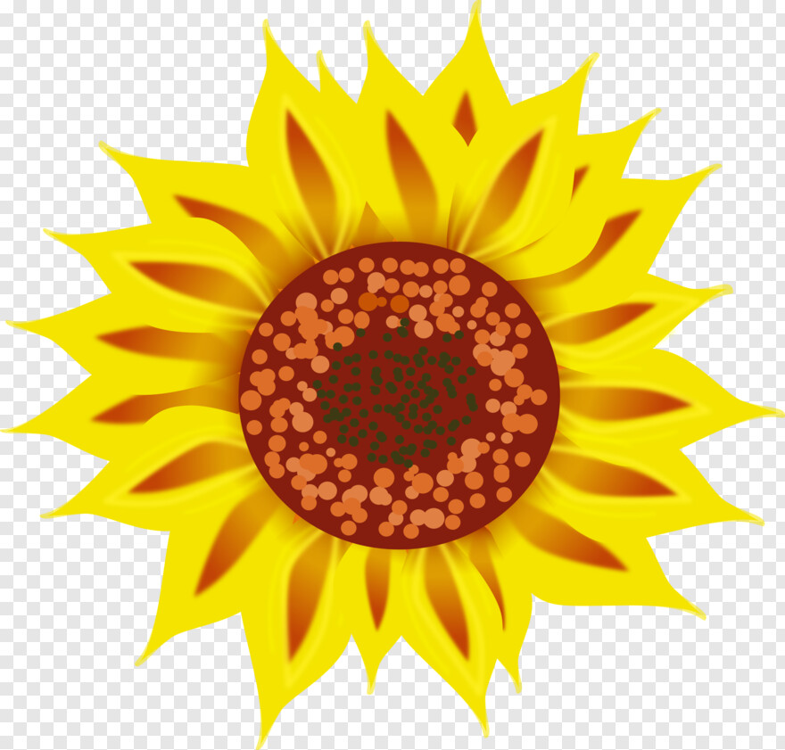 sunflower # 823965