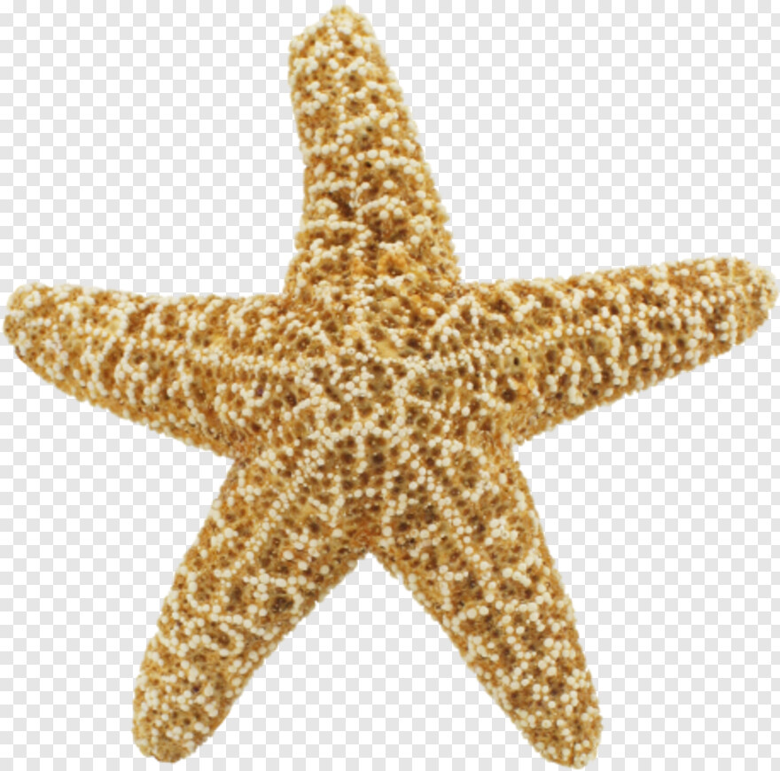 starfish # 832026