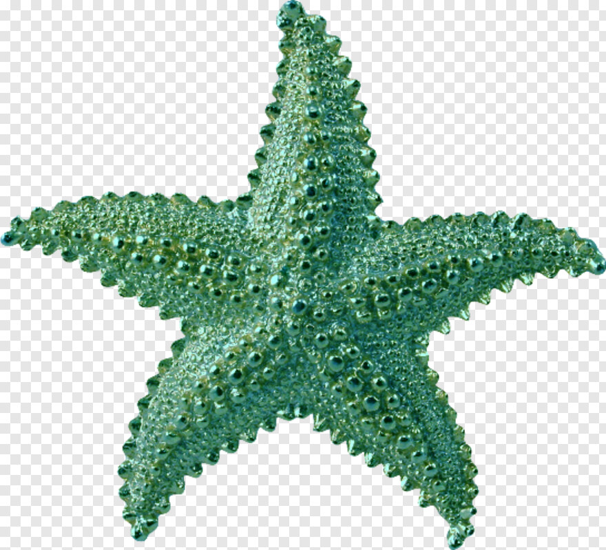 starfish # 612019
