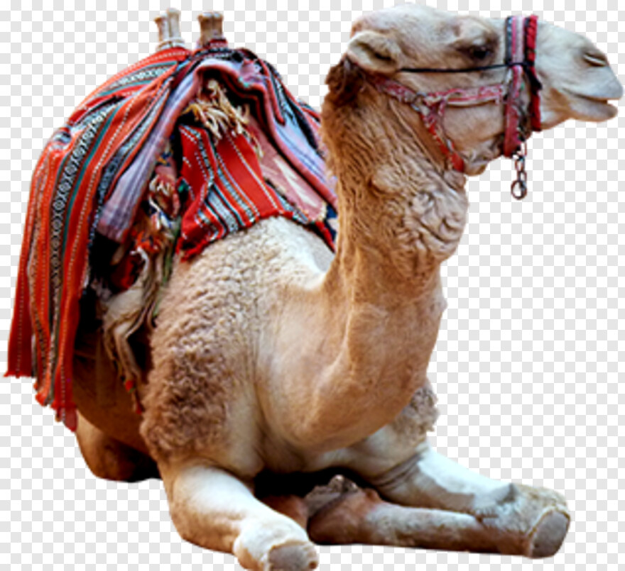 camel-vector # 494612
