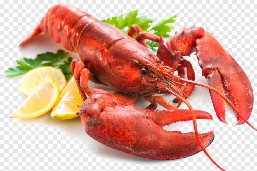 lobster # 786496