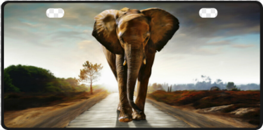 elephant # 868956
