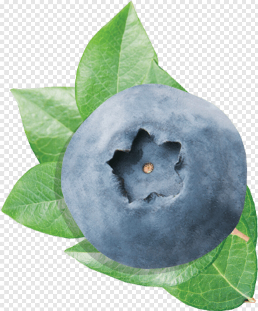 blueberry # 343770