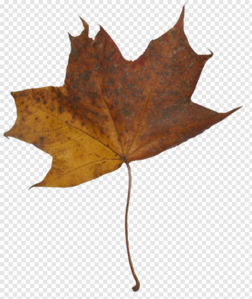 maple-leaf # 441824