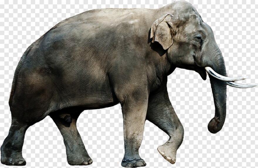 elephant # 469191