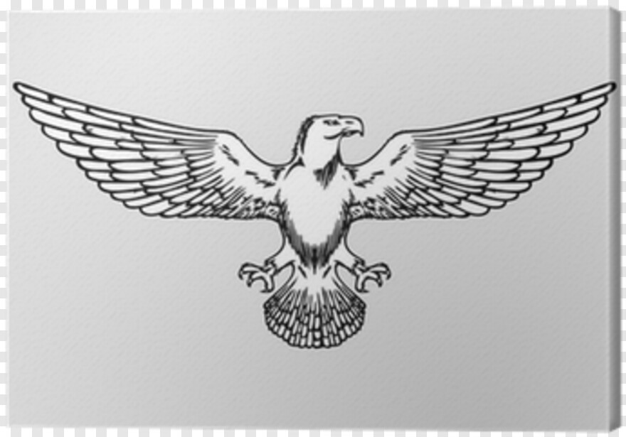 eagle-wings # 419508