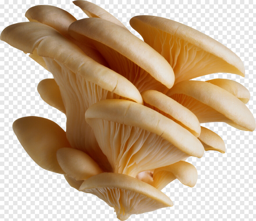 mushroom # 683491