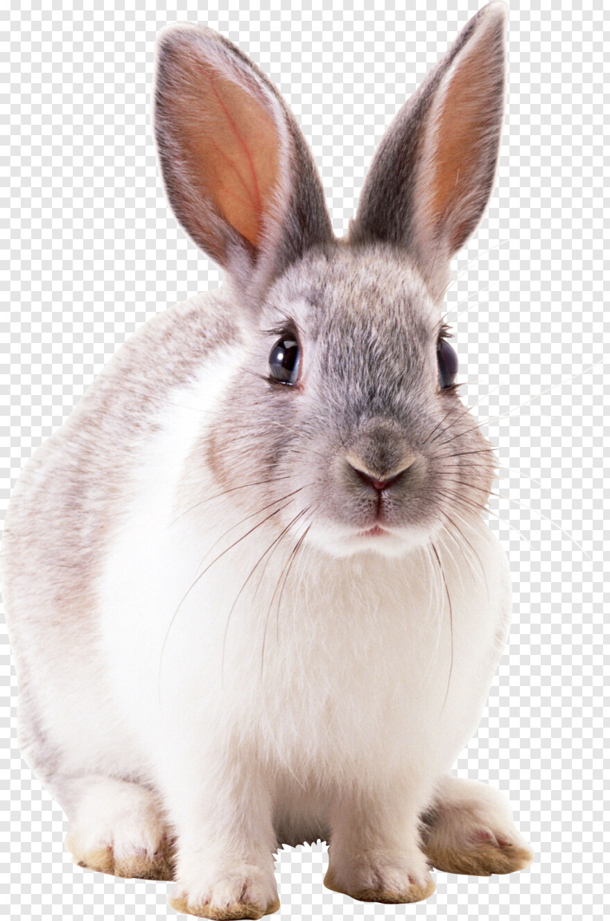 rabbit # 640011