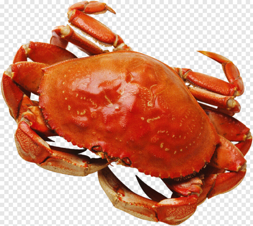 blue-crab # 948938