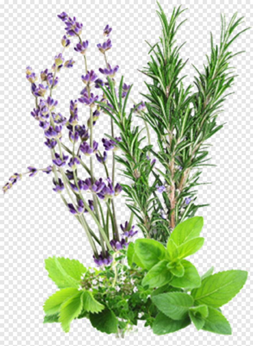 herbs # 384588