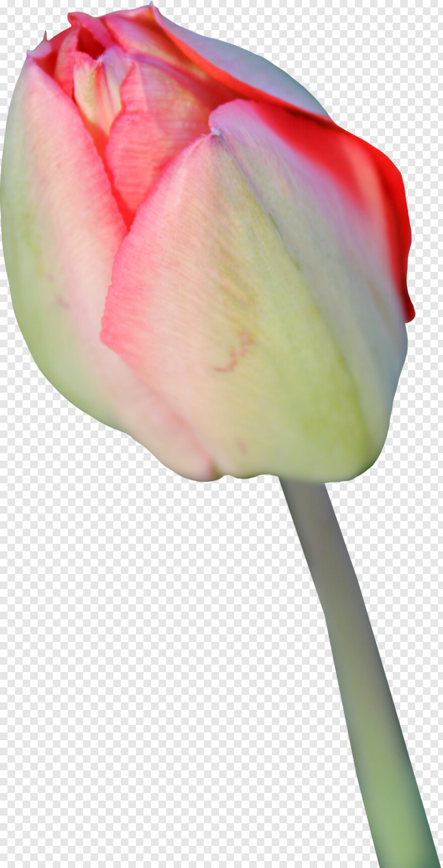 tulip # 430142