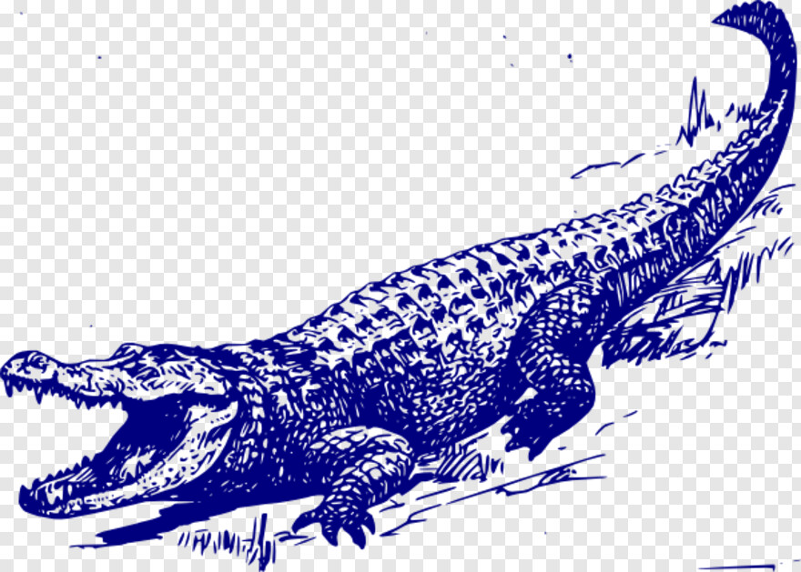 alligator # 538116