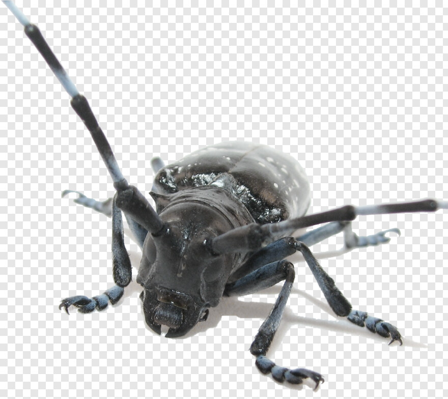 beetle # 469130