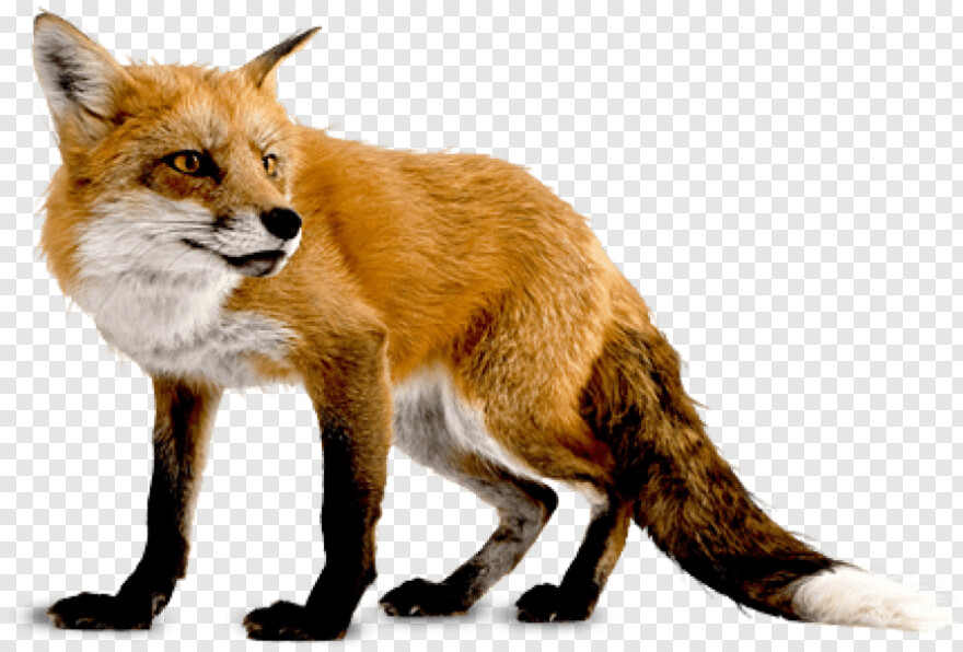 fox # 814896