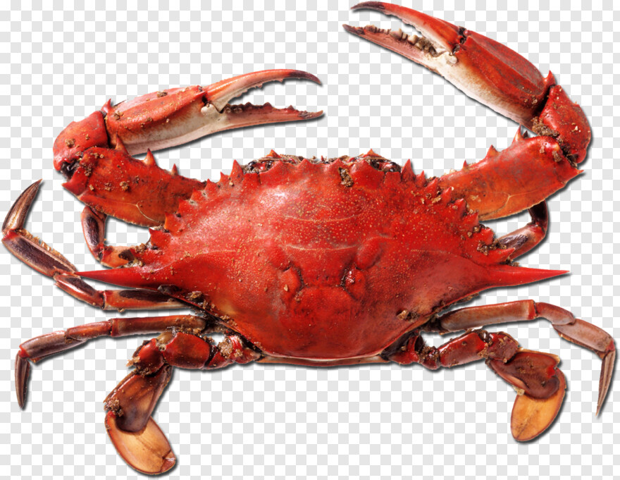 blue-crab # 948950
