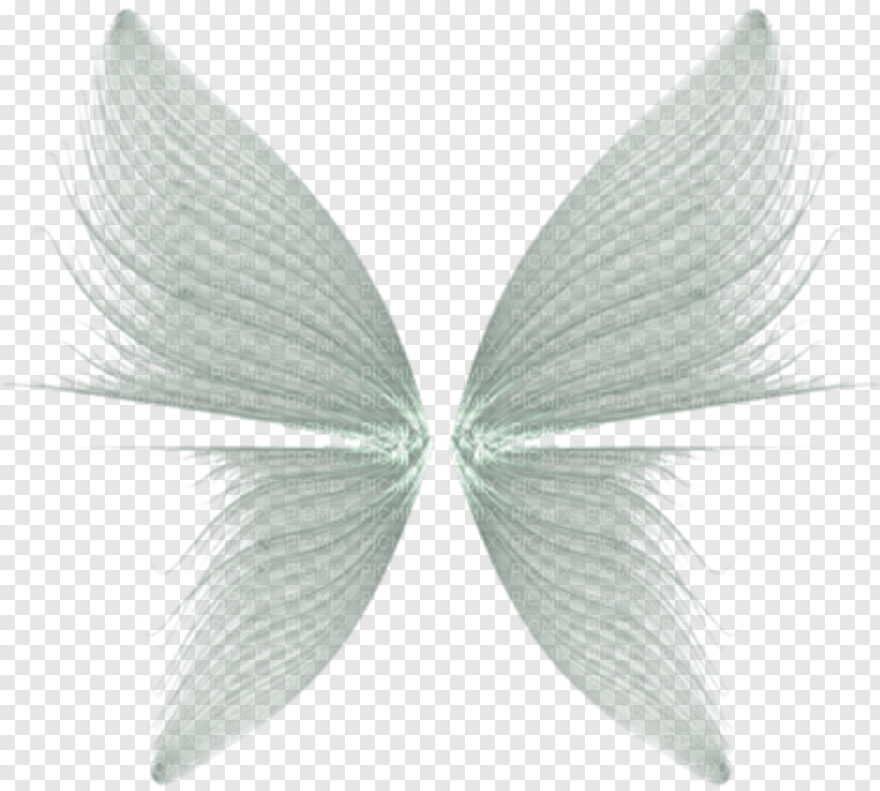 fairy-wings # 428765