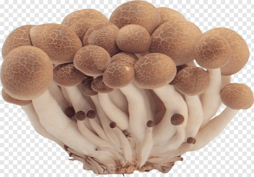 mushroom # 683453