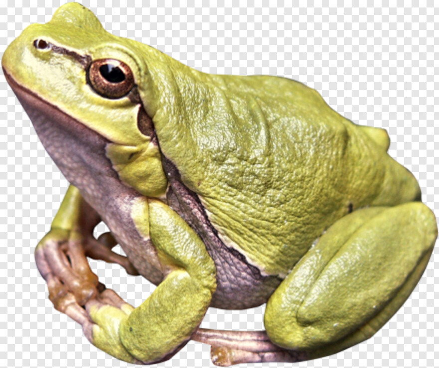 frog # 811061