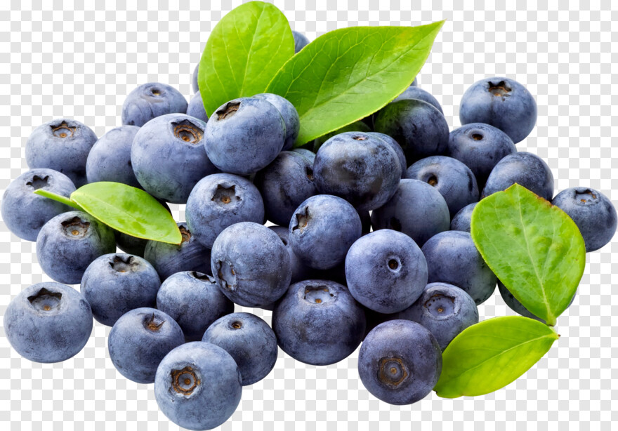 blueberry # 343803