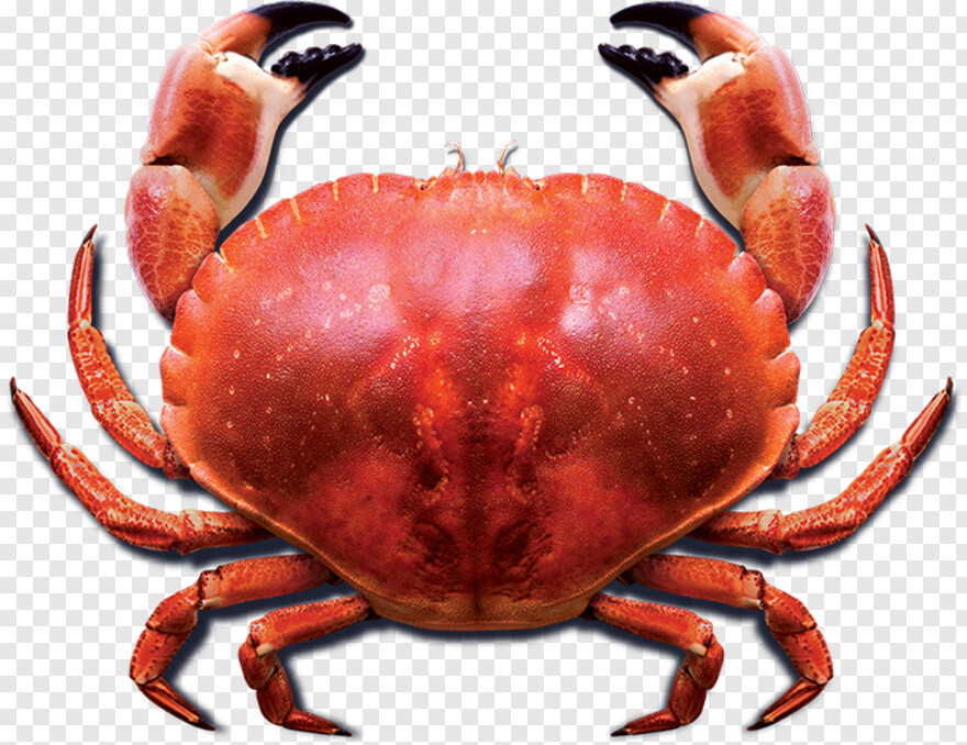 blue-crab # 959729