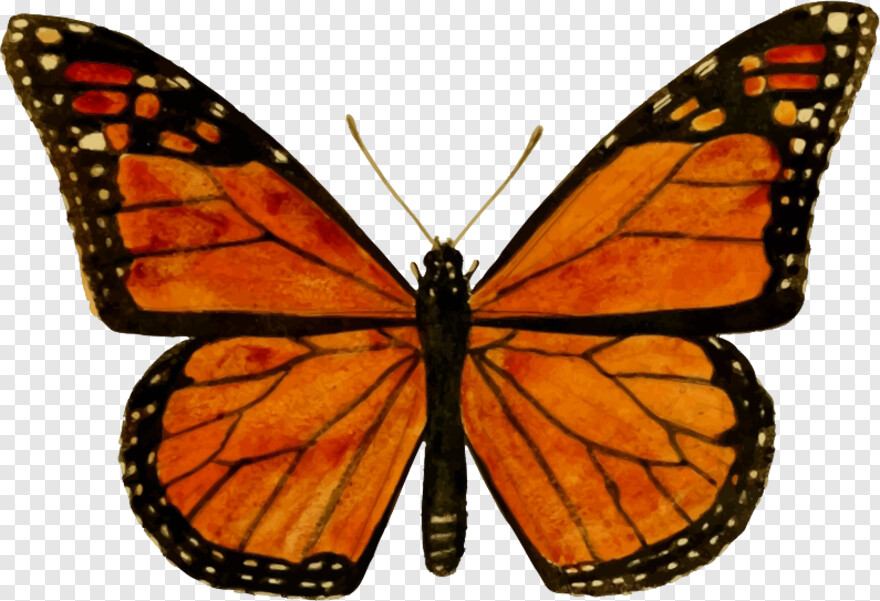 monarch-butterfly # 1094832