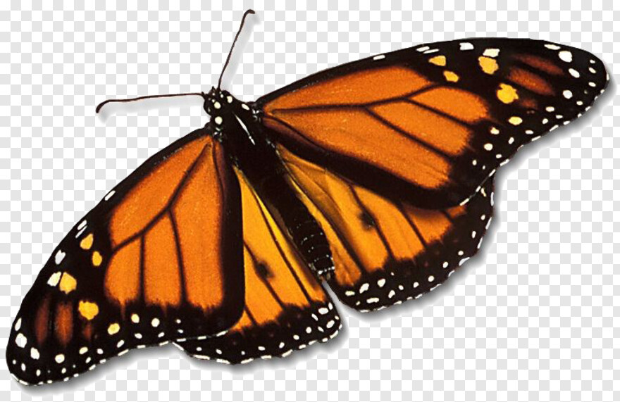 monarch-butterfly # 1094847