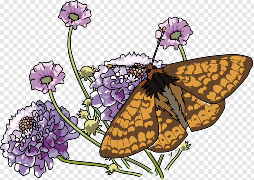 monarch-butterfly # 1094835