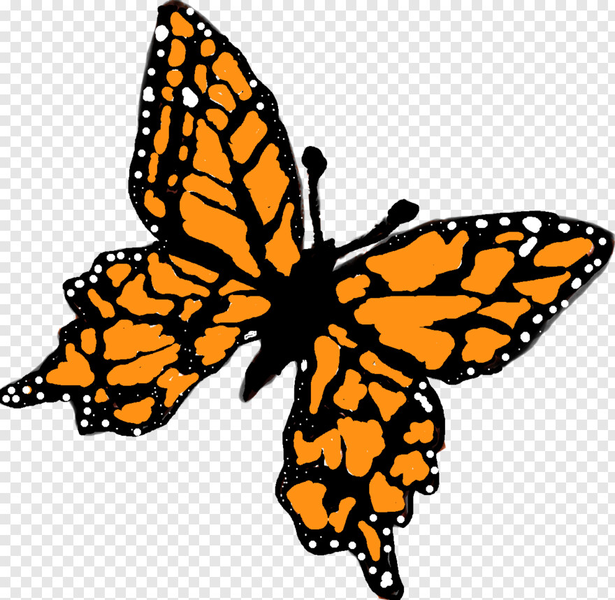 butterfly # 1094848